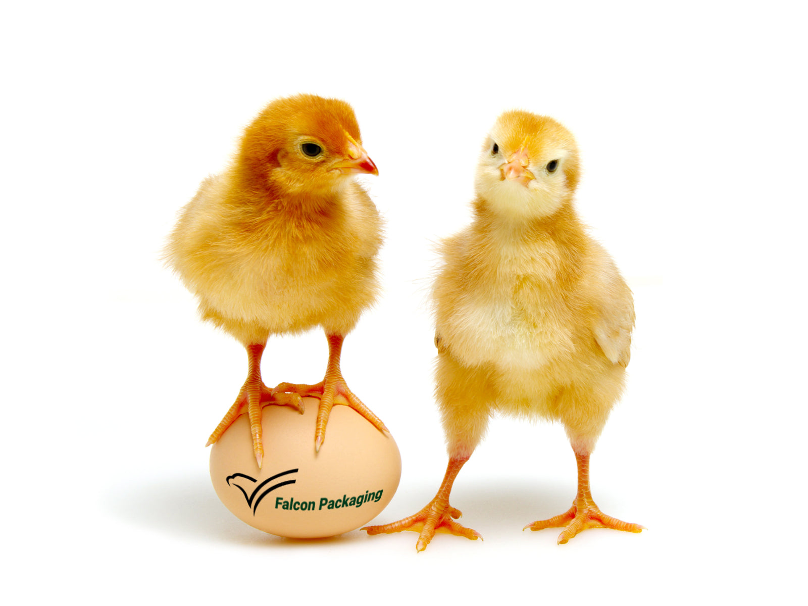 Eggbox.com & Falconpackaging.com Merge | Falcon Packaging
